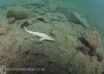 White sturgeon 3