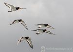 Oystercatchers