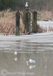 heron & gulls on frozen Weaver