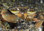 shore crab