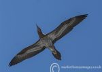 Brown Booby