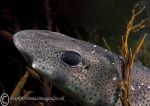 Small-spotted catshark