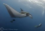 Giant Manta