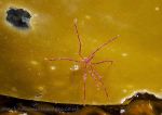 Sea spider