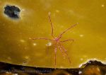 Sea spider