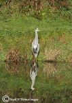 grey heron