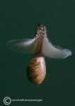 Akera bullata -  A bubble-shell seaslug