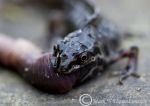 Common newt