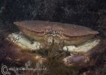 Edible Crab