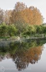 Tree Reflection