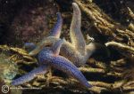 Common starfish