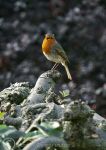 Robin