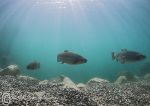 Sunburst trout
