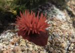 Beadlet anemone - red