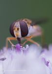 Hoverfly - Episyrphus balteatus