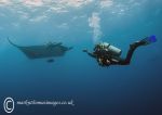 Diver & Manta