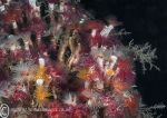 Organ pipe fanworms