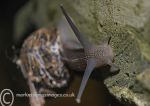 Garden Snail 2