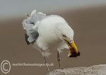 Herring Gull