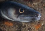 Conger eel
