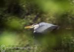 Grey heron in flight