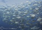 Steel Pompano