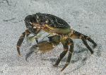 Shore crab feeding
