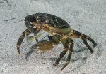 Shore crab feeding