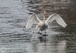 Swan landing 2