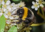 Buff-Tailed Bumble Bee