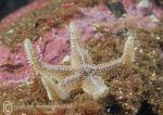 Common starfish