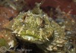 long-spined scorpionfish