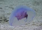 Moon jelly
