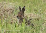 Irish hare 1