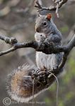 Grey Squirrel