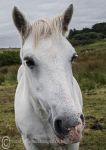 Connemara pony