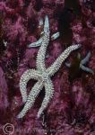 spiny starfish