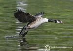 Canada goose take-off 3