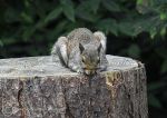 Grey squirrel