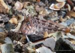 Tompot blenny
