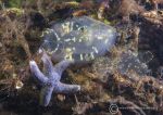 Gas mantle sea squirts & starfish