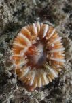 Devonshire Cup Coral - orange