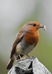 Robin - feeding young