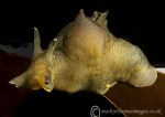 Sea Hare on Kelp 2