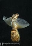 Akera bullata, a bubble-shell seaslug