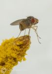 Fly on stamen