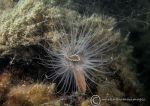 Tube anemone