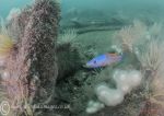 Cuckoo Wrasse - Mohegan