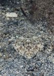 Dragonet