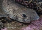 Small-spotted catshark